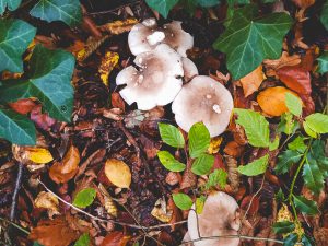 Herbstliche Pilzwanderung im Wald