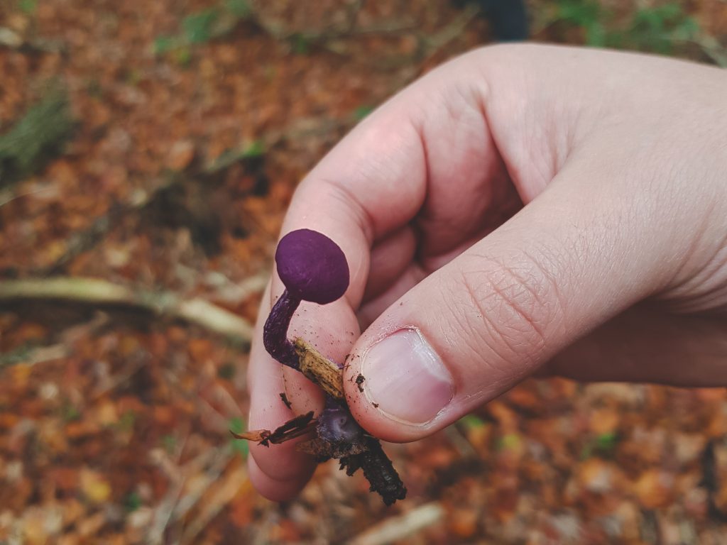 Herbstliche Pilzwanderung im Wald