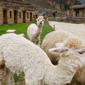 Alpaka im Tempel von Ollantaytambo im Sacred Valley.