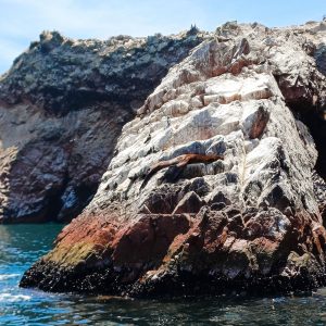 Seelöwe auf einem Felsen auf den Ballestas-Inseln in Peru.
