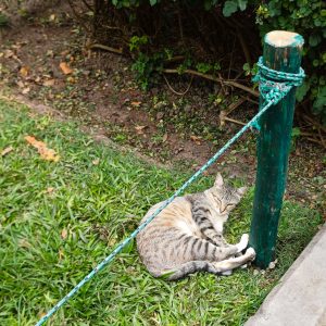 Katzen im Kennedy Park in Miraflores, Lima.