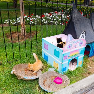 Katzen im Kennedy Park in Miraflores, Lima.