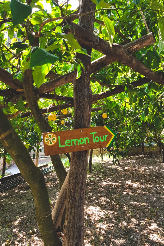 Zitronenhain mit Schild "Lemon Tour" in Amalfi