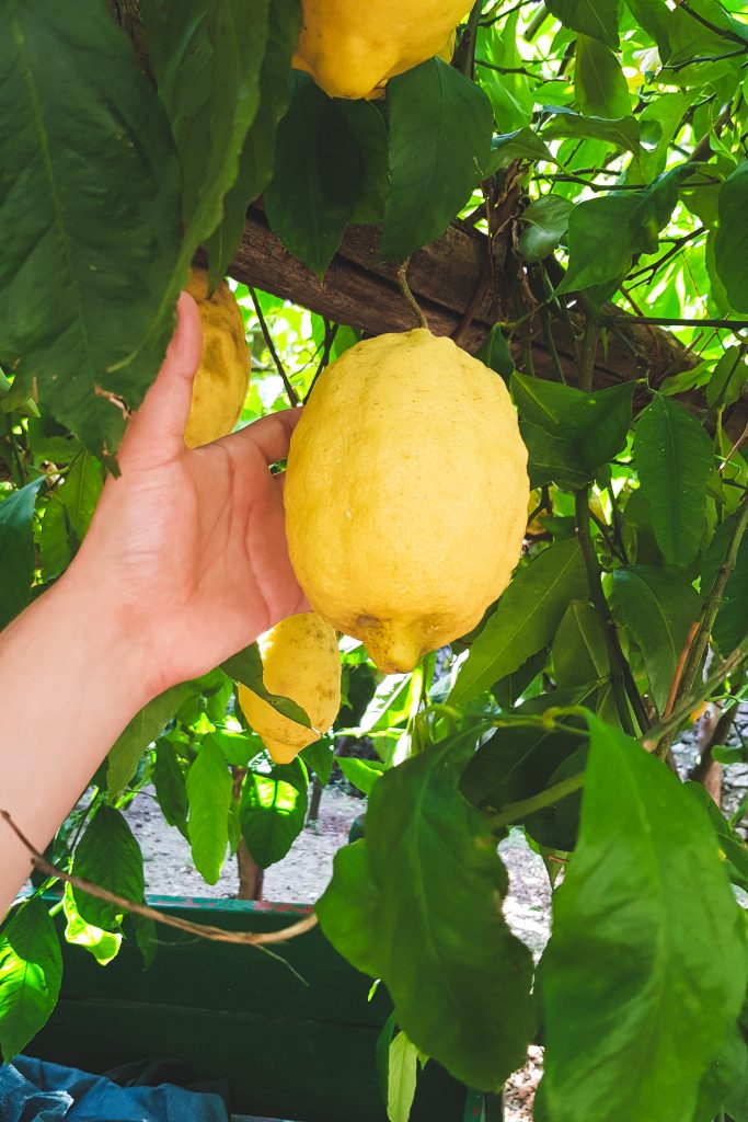 Sfusato Amalfitano Zitrone in einer Zitronenfarm in Amalfi