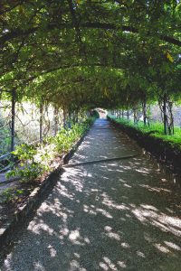 Glyzinientunnel in den Bardini-Gärten in Florenz