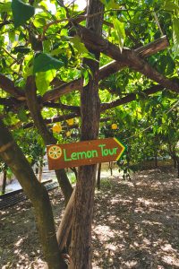 Zitronenhain mit Schild "Lemon Tour" in Amalfi