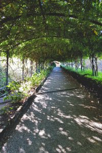 Glyzinientunnel in den Bardini-Gärten in Florenz